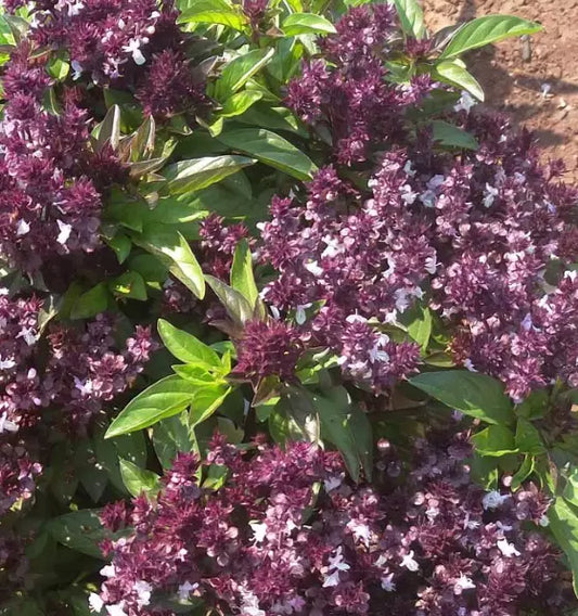Holy Basil Seeds - 500+ Non-GMO Ayurvedic Tulsi Anise Herbal Tea - Ocimum sanctum