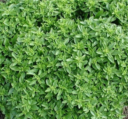 Dwarf Greek Basil Seeds 300+ Non-GMO Annual Herb Spice Ocimum basilicum
