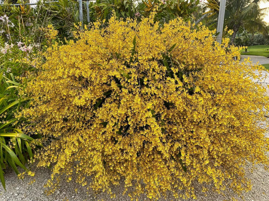 Oncidium Sphacelatum Yellow Orchid Dancing Lady Bare Root Division, Bloom Size