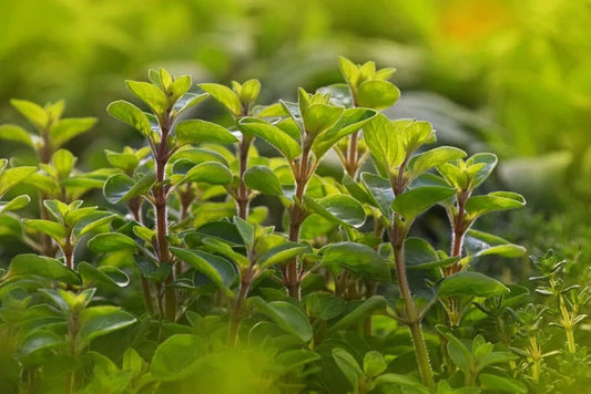Sweet Marjoram Seeds - 100 Count - Perennial Herb - Origanum majorana for Planting