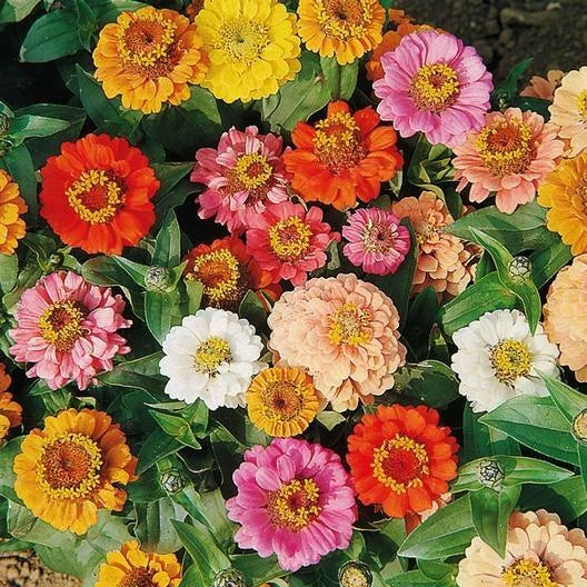 Zinnia Seeds Bulk Pack 500 Non-GMO Dwarf Petite Flowers (Zinnia elegans) - Ideal for Landscaping