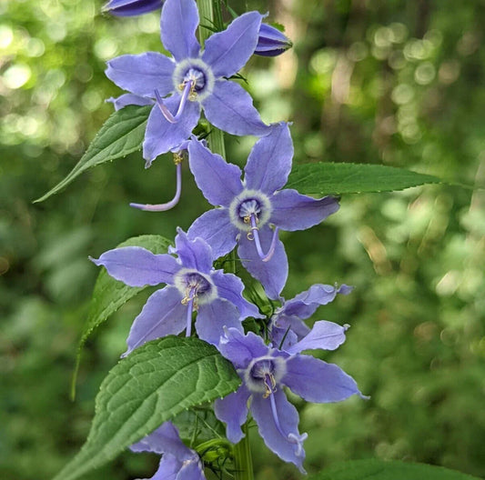 Tall Bellflower Seeds - 500+ Count - Campanula americana - Native American Wildflower - USA Grown