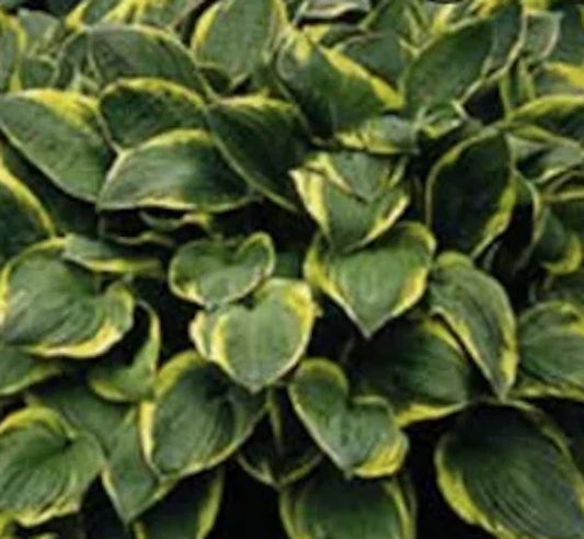 Hosta Plant - Aureomarginata - Lush Green Leaves with Yellow Edges - Perfect for Shade Gardens - Hosta sieboldiana