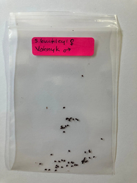Seeds - S. Buckleyi x Vohnyk Hybrid - Rare and Unique Plant Variety - Great for Garden Enthusiasts