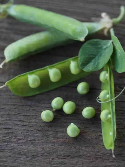 Alaska Peas Seeds 8oz - 1Lb Heirloom Microgreens Fast Growing (Pisum sativum)