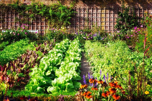 Vegetable Garden Seed Kit #2 | 5 Variety Set - Brussel Sprout, Broccoli, Cauliflower, Tomato, Carrot (Brassica oleracea)