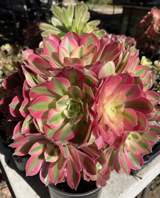 Live Succulent Plants - Aeonium Pink Witch Cutting (2.5") - Imported, Unique Variety for Home Decor and Gardens