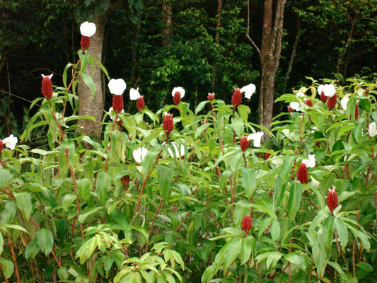 Crepe Ginger Seeds - 5 Rare Ornate Tropical Seeds - Costus Speciosus - Free Shipping
