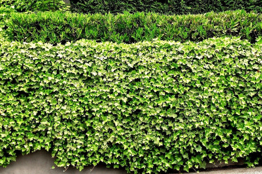 English Ivy Live Roots - 5 Pack - Green Ground Cover Plants - Hedera helix - Perfect for Patios and Lawn Fencing