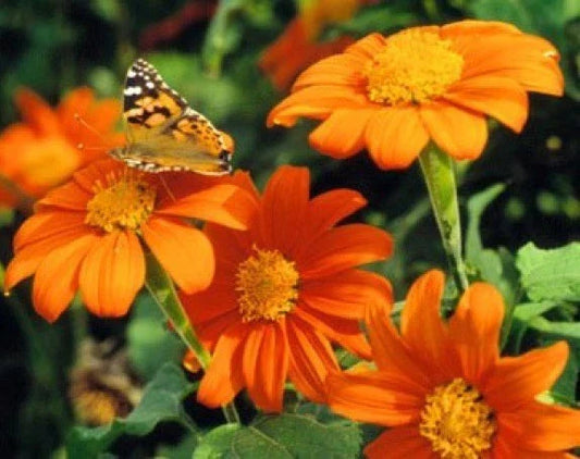 Mexican Torch Sunflower Seeds - 25 Fresh Seeds - Helianthus Maximiliani - Free USA Shipping