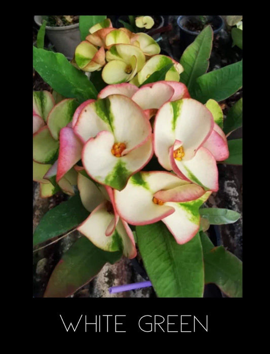 Crown of Thorns Plant - Thai Rooted, White & Green Variety - Euphorbia Milii Corona De Cristo