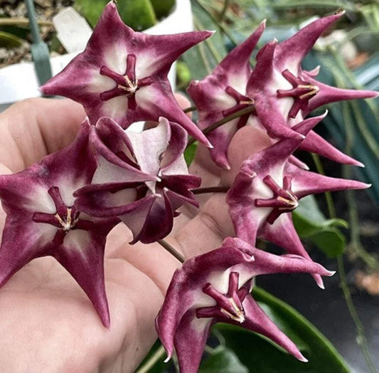 Hoya Kaimuki Plant in 3.5" Pot - Fully Rooted, Healthy Hoya (Hoya kerrii)