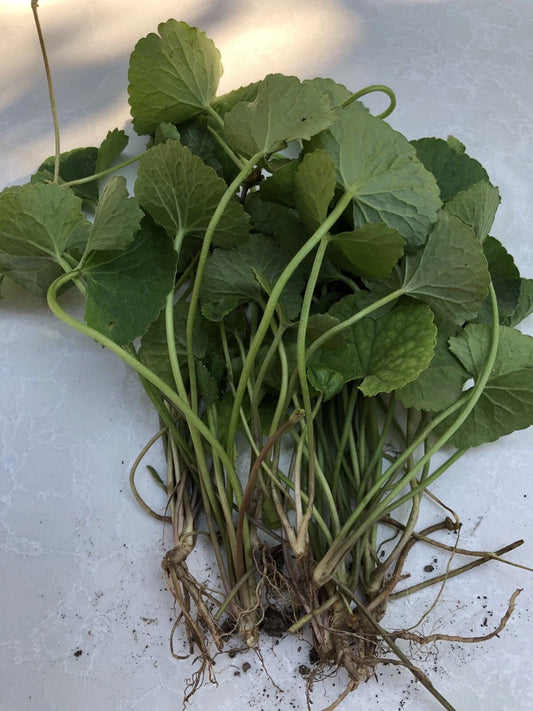 15pcs Gotu Kola Bare Root Live Plant - Pennywort (Centella Asiatica) - Ready to Plant, Herbal Medicinal Garden Starter