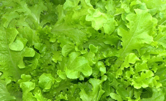Salad Bowl Lettuce Seeds 600+ Heirloom NON-GMO Vegetable Garden, Lactuca sativa, Free Shipping USA