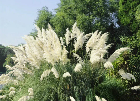 White Pampas Grass Plants – 3 Fully Rooted Live Shrubs in Pot – Cortaderia selloana
