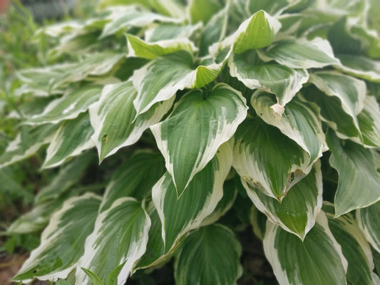 Hosta Roots - 10 Variegated Patriot Roots - Green with White Edges - Hosta plantainae