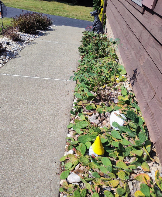 Prickly Pear Cactus 10 Pads with Yellow Flowers - Winter Hardy Opuntia ficus-indica