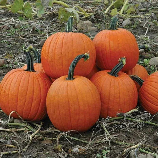 Howden's Field Pumpkin Seeds, Carving Pumpkin Variety, Halloween & Pie, Cucurbita pepo, Free Shipping