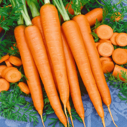Tendersweet Carrot Seeds 1000+ Non-GMO Vegetable Garden Seeds - Daucus carota - USA Seller, Free Shipping