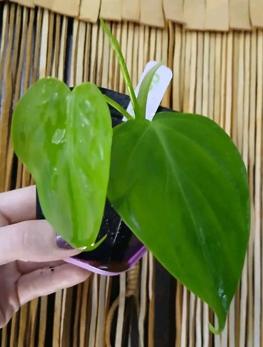 Rare Green Micans Plant - Epipremnum aureum - Unique Houseplant for Home Decor, Indoor Gardening