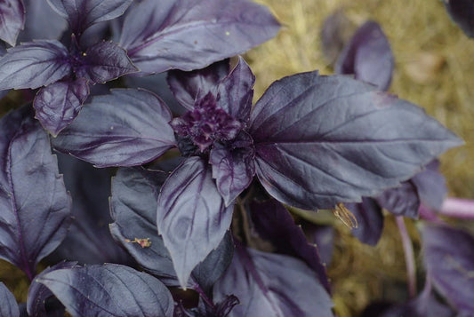 Red Rubin Basil Seeds 200+ Herb - Ocimum basilicum - Fragrant Variety - USA Grown - Bulk Pack