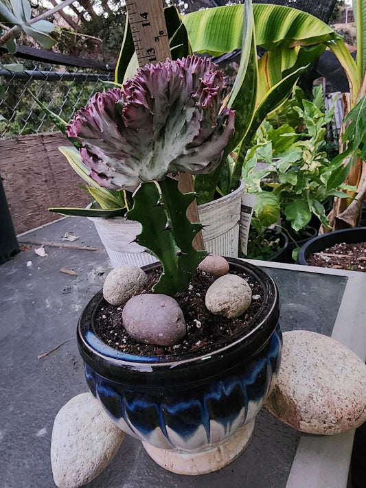 Crested Lactea Variegated Live Plants - Well Rooted Succulent - Free Bonus Plants - Variegated Euphorbia Lactea