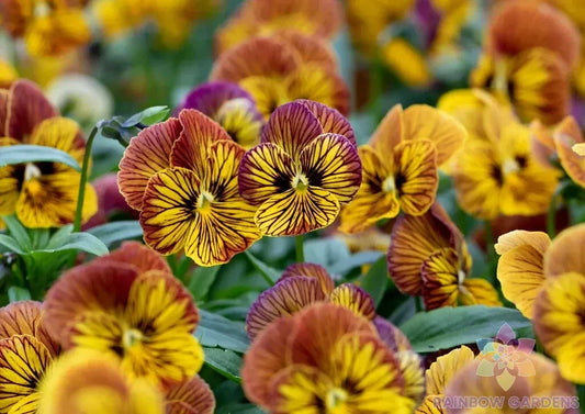 Tiger Eye Yellow Pansy Seeds - 200+ Pack (Viola) - Garden Flowers - USA Grown - Free Shipping