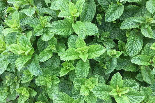 Spearment Starter Roots - 5 Pieces 3"-6" - Perennial Herb - Mentha spicata