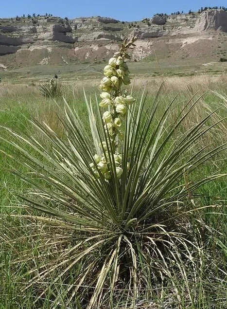 Yucca Plant - Soapweed Yucca - Prairie Variety - Yucca Glauca - Drought-Tolerant Perennial