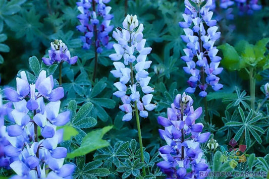 Teal Lupine Seeds - 25+ Perennial Seeds for Garden Planting - Lupinus perennis - USA