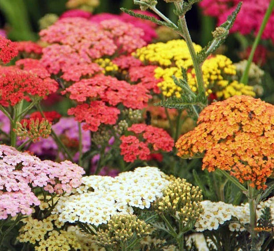 Yarrow Seeds COLORADO Mix Perennial Wildflower Non-GMO 200 Seeds for Xeriscaping - Achillea millefolium