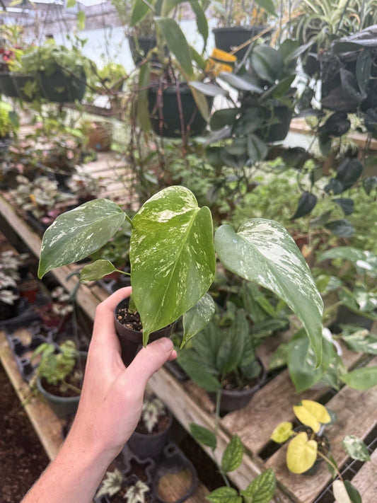 Monstera Albo Variegated Plant - Rare Tropical Houseplant - Monstera deliciosa var. albo-variegata