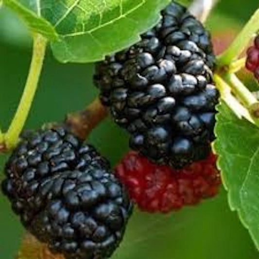 Dwarf Mulberry Tree Bare Root Everbearing Morus sp - Fruiting Plant for Small Gardens
