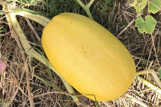 Vegetable Spaghetti Winter Squash Seeds, NON-GMO, Low Carb Pasta Alternative, Cucurbita pepo