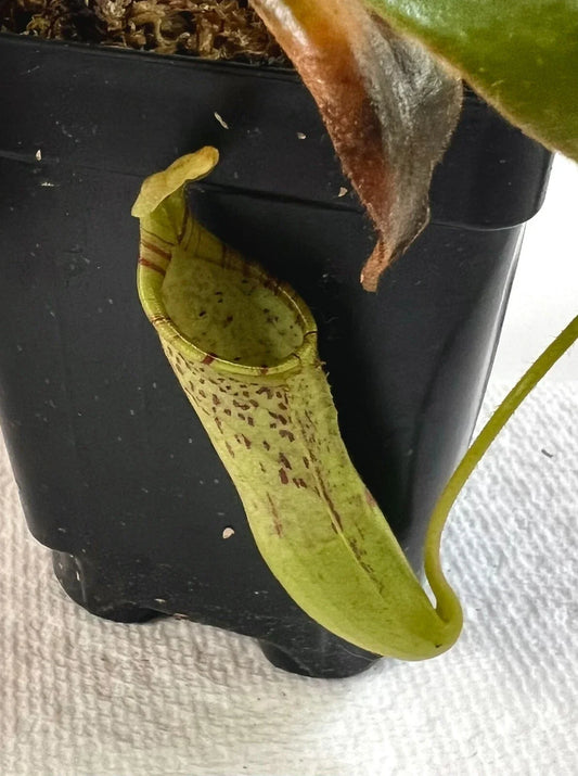 Nepenthes Epiphytica x Mollis AW SG - Carnivorous Plant - Exotic Pitcher Plant for Terrarium or Indoor Garden