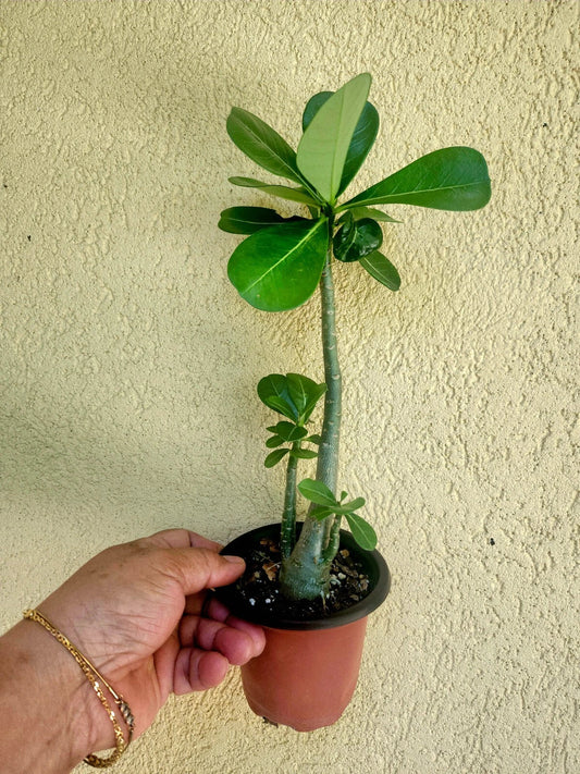 Desert Rose Plant 4" Pot Deep Burgundy Trumpet Adenium obesum