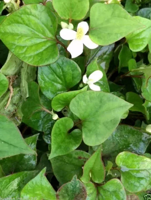 Houttuynia Cordata Fish Mint Plants - 10 Bare Root Live Plants - Rau Vap Ca - Unique Culinary Herb