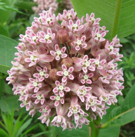 Milkweed Seeds 50+ Common Perennial Flower for Butterfly Garden Asclepias Syriaca