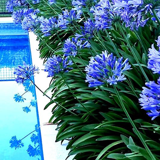 Dwarf Blue Lily of The Nile Seeds - 25 Count Agapanthus "Peter Pan" Flower Seeds for Home Garden