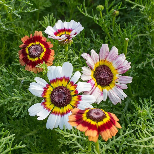Painted Mix Daisy Flower Seeds - Pink Indian Blanket Sunflower - 50pcs/Pack - Colorful Garden Seeds