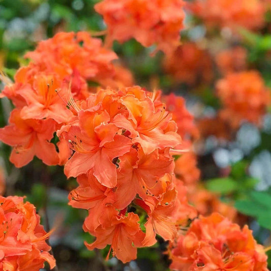 Mandarin Azalea Starter Plant - Small Rhododendron Hybrid - May Be Dormant - Ideal for Gardens and Landscapes
