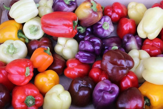 Rainbow Bell Pepper Seed Mix - 120+ Seeds, 7 Colorful Varieties, Fresh Bell Pepper Seeds for Home Gardening