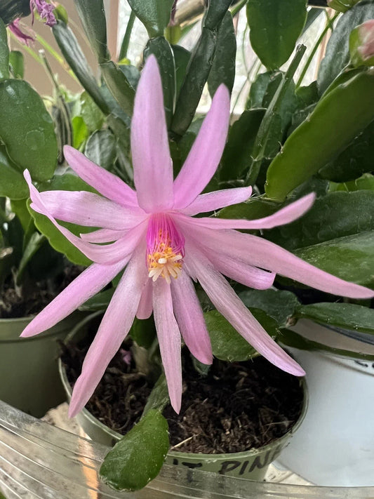Easter Cactus 1 Rooted Spring Sunrise Light Pink Rhipsalidopsis Hatiora Cactus Plant