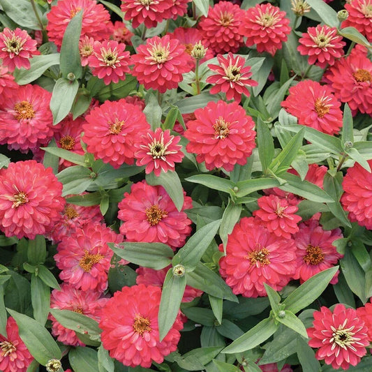 Double Zahara Salmon Zinnia Seeds - 100+ Pack - Annual Flower Seeds for Garden - Zinnia elegans