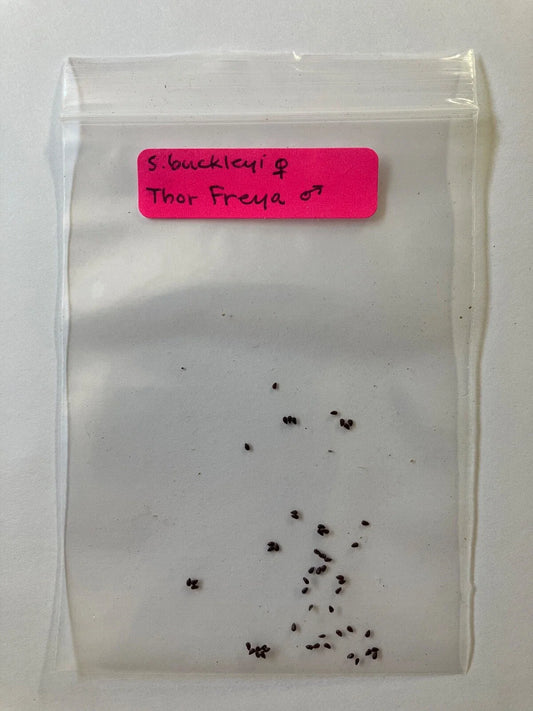 S. Buckleyi x Thor Freya Seeds - Rare Hybrid Carnivorous Plant Seeds - Exotic Botanical Collection