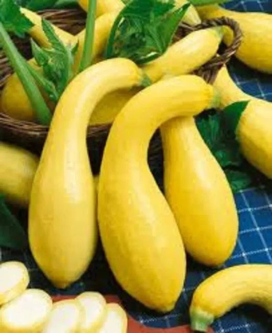 Yellow Crookneck Squash Seeds - 50+ Heirloom Golden Summer - Non-GMO - Fresh - Cucurbita pepo
