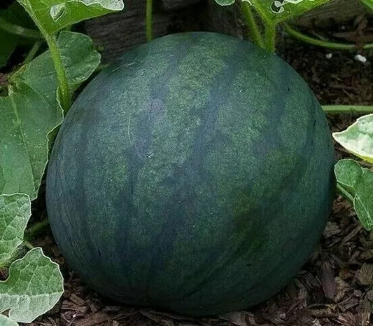 Watermelon Seeds 25+ Sugar Baby Variety, Bush Growth, Average Weight 8-10 lbs, Citrullus lanatus