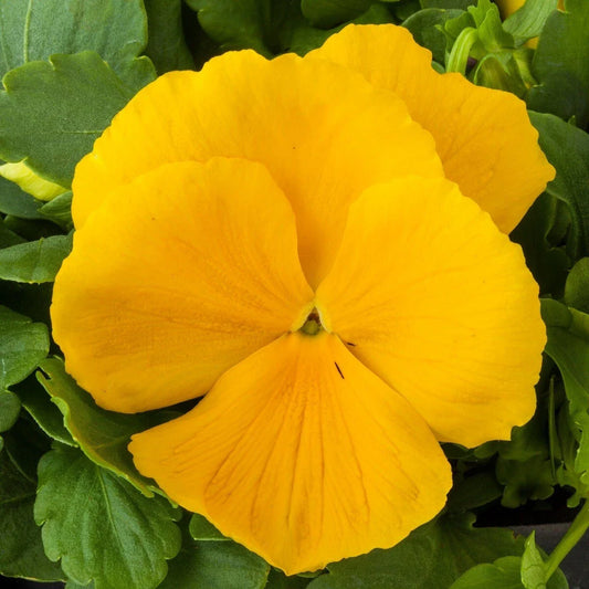 Pansy Seeds - 50 Majestic Giant Clear Yellow Flower Seeds - Viola wittrockiana
