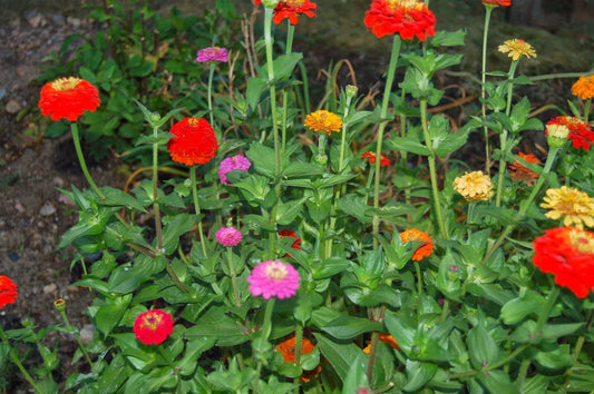 Zinnia Pumila Seeds - 200+ Mixed Colorful Rainbow Blooms - USA Grown Flower Seeds for Garden Planting