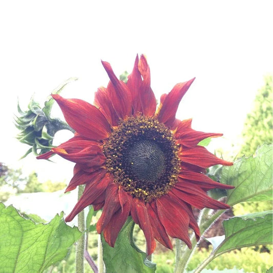 Red Sun Sunflower Seeds - 25+ Heirloom Non-GMO Fresh Seeds - Helianthus annuus - Rare Variety for Garden Planting